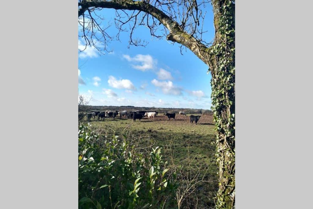 Milking Shed Cottage Narberth Buitenkant foto